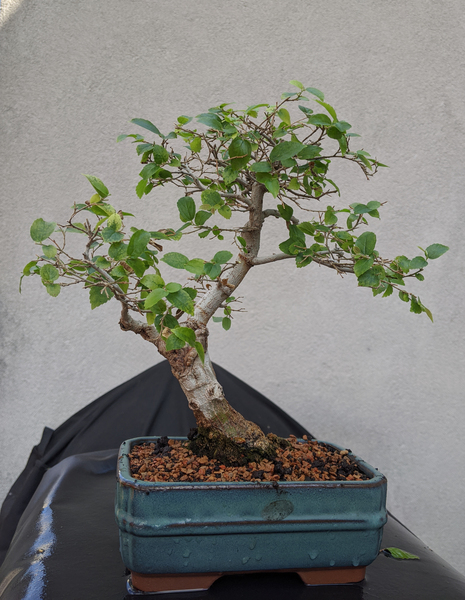 "Hackberry finished"