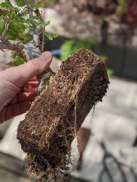"Hackberry root bound"
