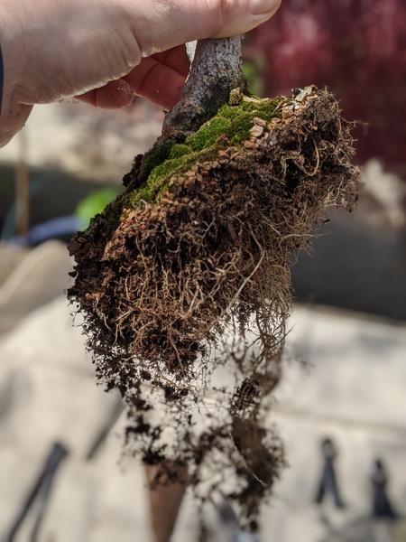 "Hackberry roots untangled"