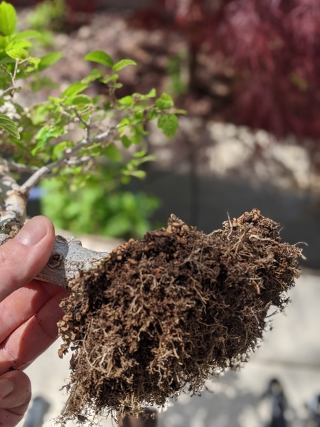 "Hackberry root trimmed"