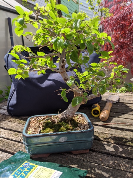 "Hackberry starting point"