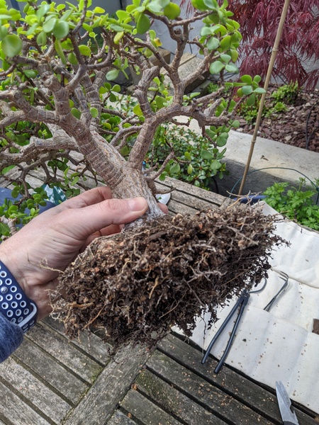"Jade roots untangled and trimmed"